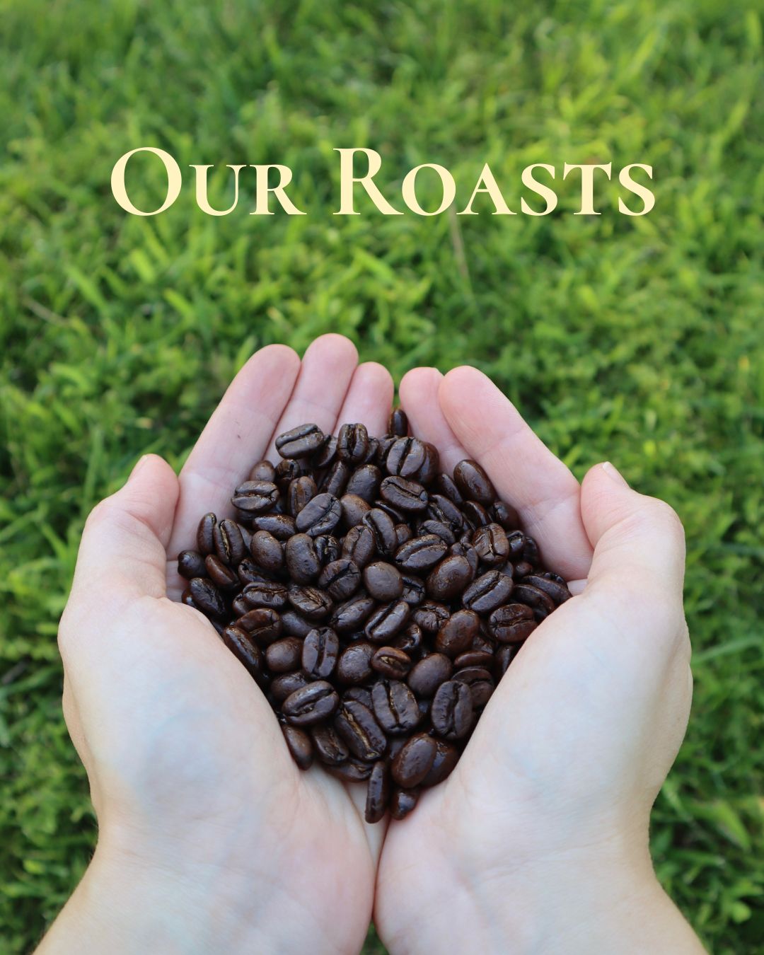 Our Roasts - hands holding coffee beans over green grass